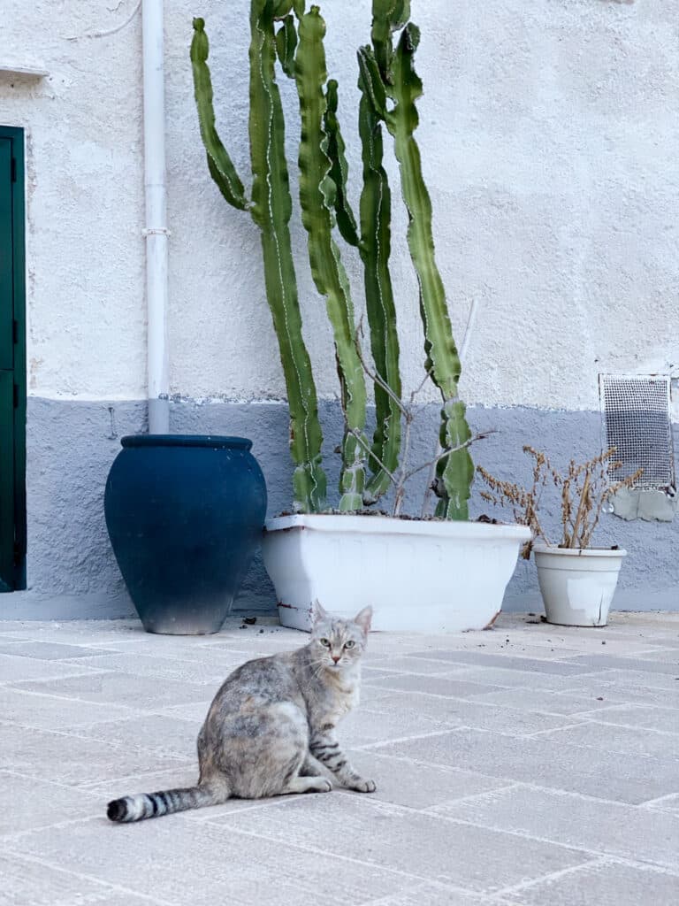 stray cat in Monopoli Italy