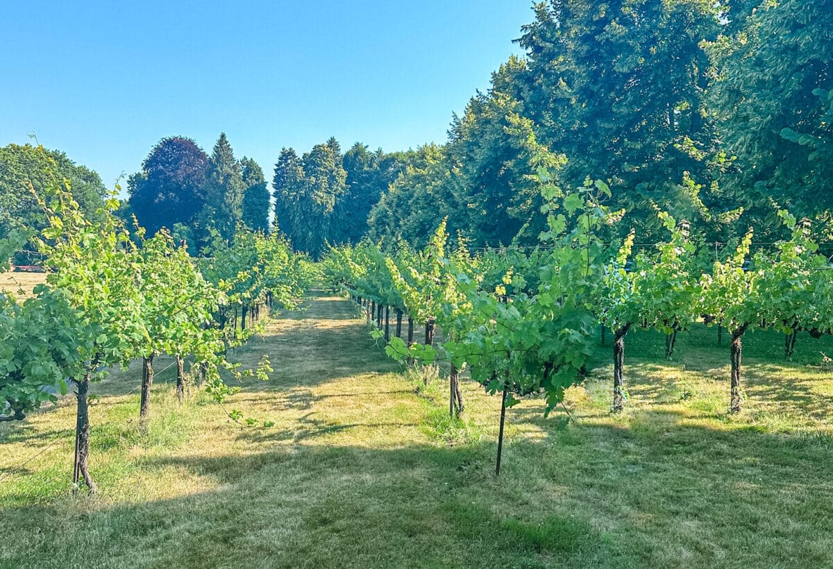 vineyards in woodinville, washington wine country