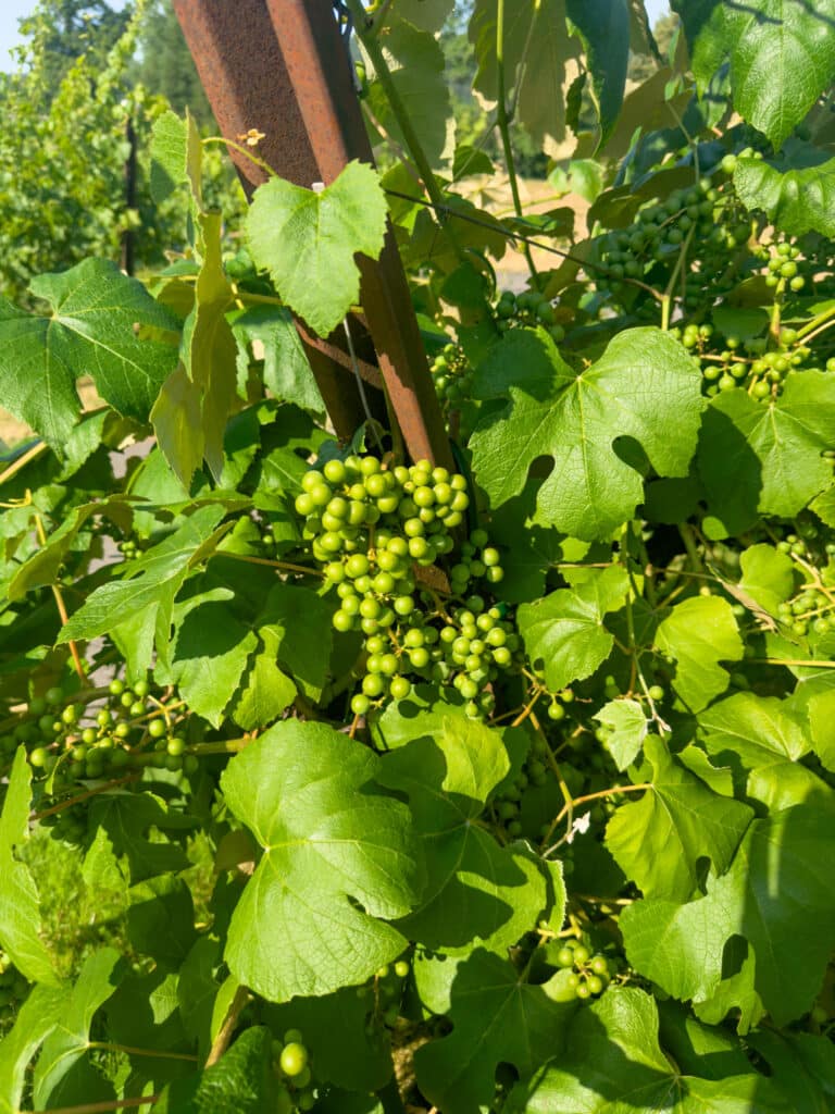 grape vine in woodinville, washington